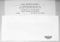 Rhytisma acerinum image